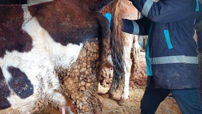 Kütahya’nın Hisarcık ilçesine bağlı Hasanlar Köyü’nde, büyükbaş hayvanlarda uygulanan şap