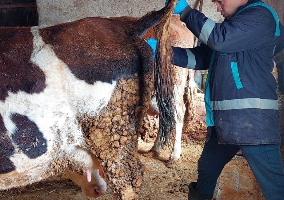 Kütahya’nın Hisarcık ilçesine bağlı Hasanlar Köyü’nde, büyükbaş hayvanlarda uygulanan şap