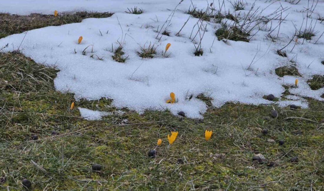 Kütahya’nın Radar bölgesinde kar ve çiğdemlerin aynı karede görüntülenmesi, ilginç