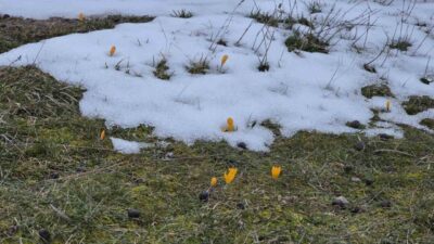 Kütahya’nın Radar bölgesinde kar ve çiğdemlerin aynı karede görüntülenmesi, ilginç
