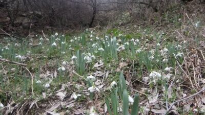 Kütahya’nın Gediz ilçesi sınırlarında bulunan Murat Dağı Milli Parkı, baharın