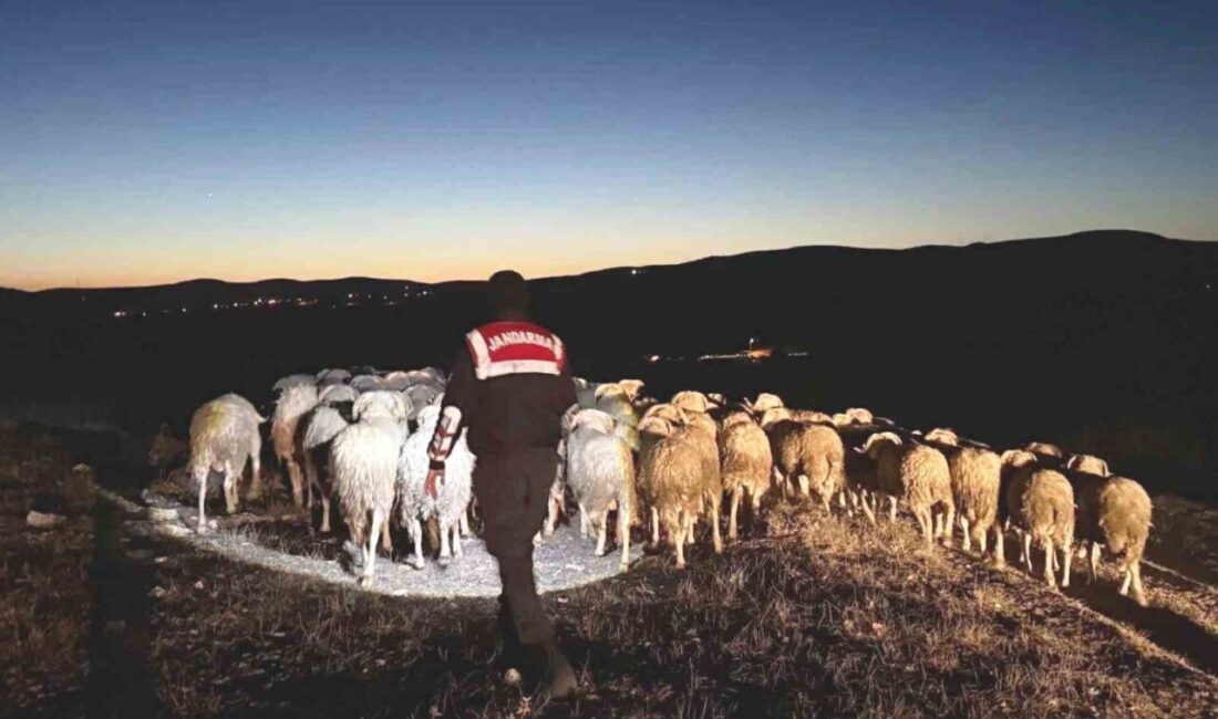 Kütahya’da kaybolan 68 adet küçükbaş hayvan ile 5 adet buzağı,