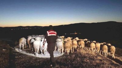 Kütahya’da kaybolan 68 adet küçükbaş hayvan ile 5 adet buzağı,