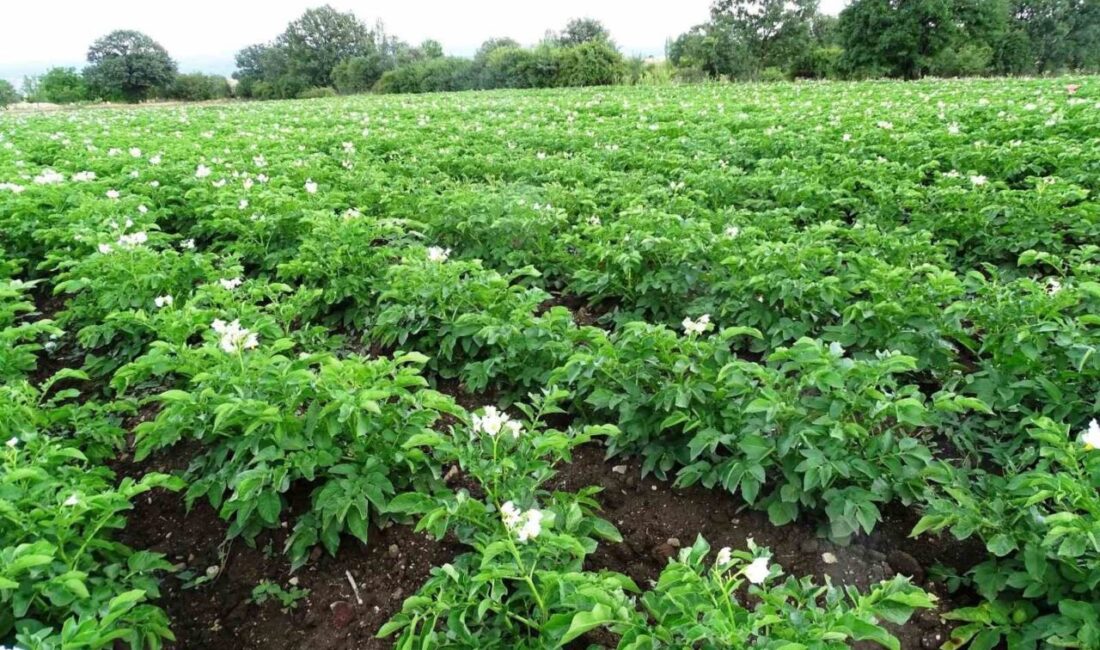 Kütahya İl Tarım ve Orman Müdürlüğü, 2026 üretim sezonunda ticari