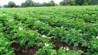 Kütahya İl Tarım ve Orman Müdürlüğü, 2026 üretim sezonunda ticari