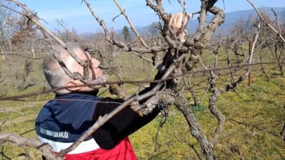 Kütahya’nın Simav ilçesinde yem bitkileri, hububat ekili alanlar ve bağlarda