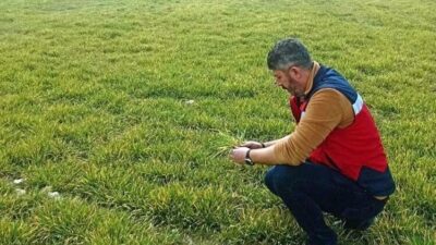 Kütahya’nın Aslanapa ilçesinde, soğuk hava nedeniyle zarar gören hububat ekili