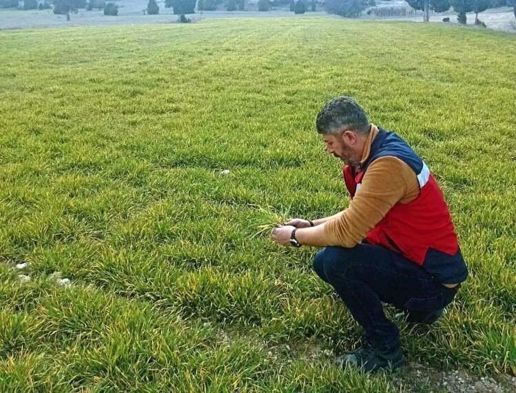 Kütahya’nın Aslanapa ilçesinde, soğuk hava nedeniyle zarar gören hububat ekili
