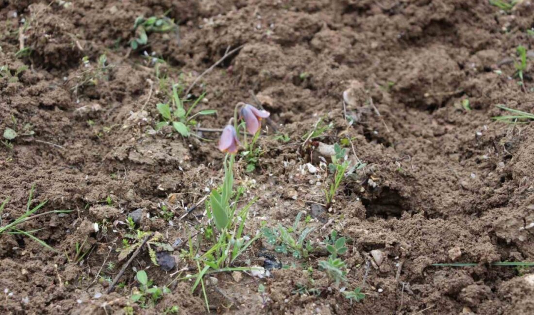 Kütahya’nın doğa harikası Murat Dağı’nın yüksek kesimlerinde yetişen ve halk