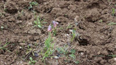 Kütahya’nın doğa harikası Murat Dağı’nın yüksek kesimlerinde yetişen ve halk