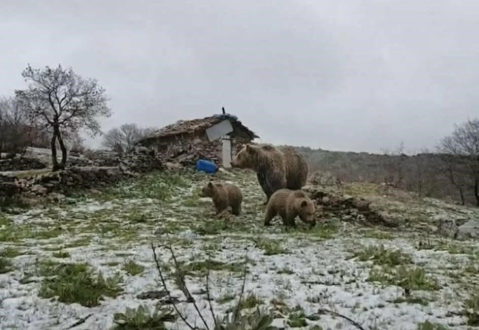 Kütahya’da kış uykusundan uyanan ve yaylada yiyecek arayan anne ayı