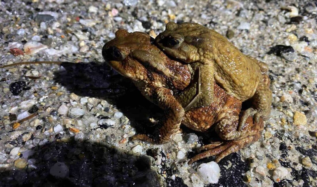 Kütahya’nın Domaniç ilçesinde her yıl doğanın en dikkat çekici olaylarından