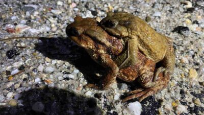 Kütahya’nın Domaniç ilçesinde her yıl doğanın en dikkat çekici olaylarından