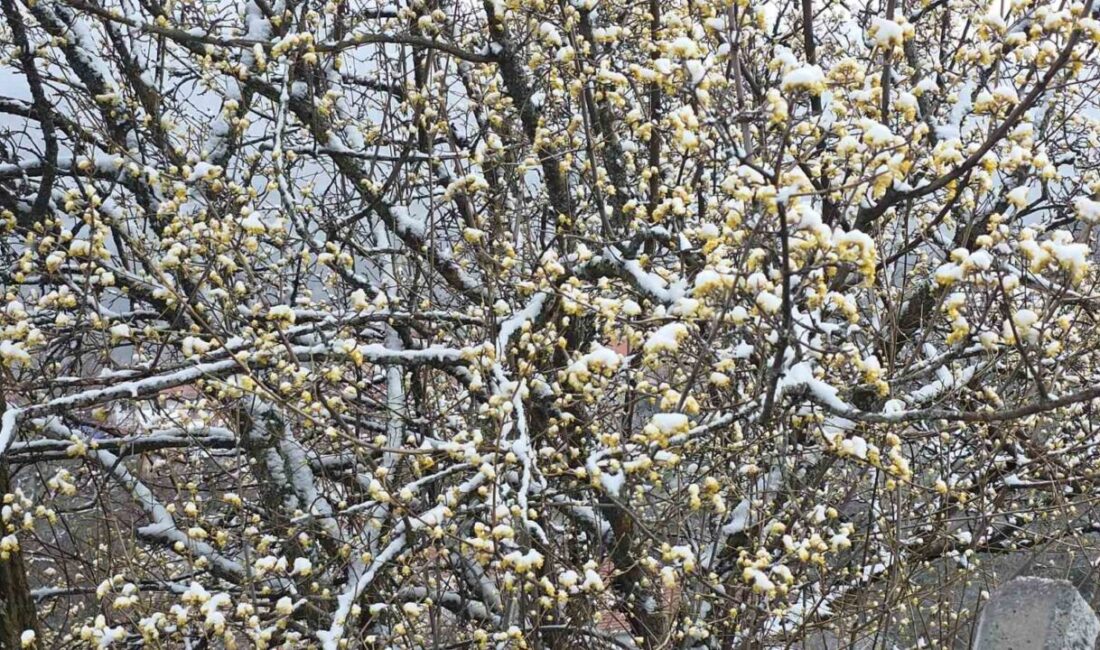 Kütahya’nın yüksek kesimlerinde yağan nisan karı, üreticileri tedirgin etti. Özellikle