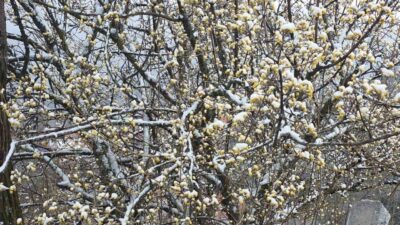 Kütahya’nın yüksek kesimlerinde yağan nisan karı, üreticileri tedirgin etti. Özellikle