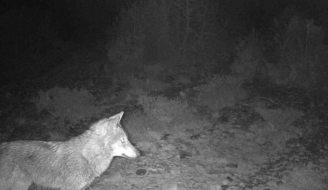 Kütahya merkeze bağlı Ahmetoluğu köyü çevresindeki ormanlık alanlara yerleştirilen fotokapanlar,