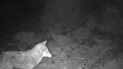 Kütahya merkeze bağlı Ahmetoluğu köyü çevresindeki ormanlık alanlara yerleştirilen fotokapanlar,