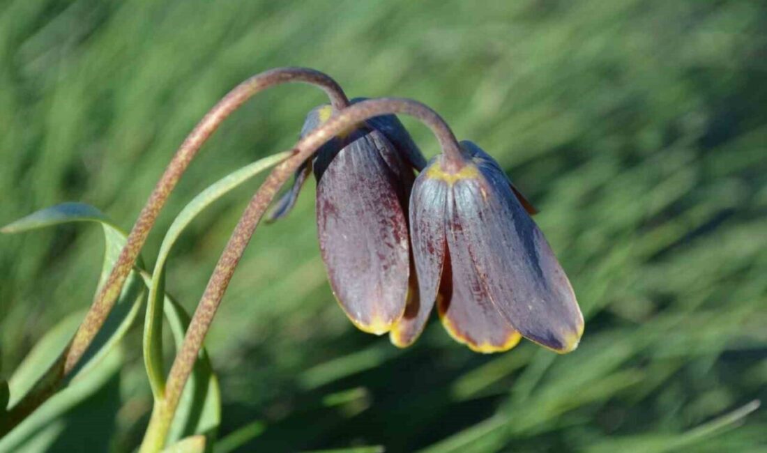 Kütahya’nın önemli doğal zenginliklerinden Simav Dağı, baharın gelişiyle birlikte açan