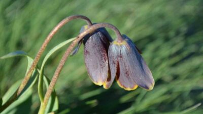 Kütahya’nın önemli doğal zenginliklerinden Simav Dağı, baharın gelişiyle birlikte açan