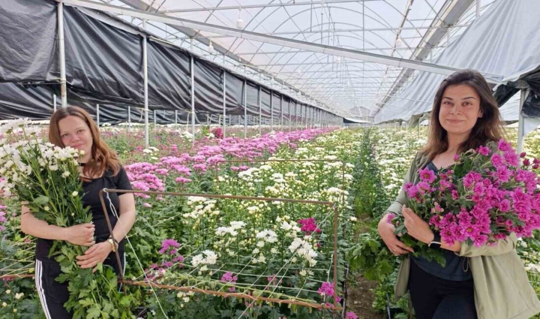 Kütahya’nın Simav ilçesinde jeotermal enerjiyle ısıtılan seralarda yetiştirilen kesme çiçekler