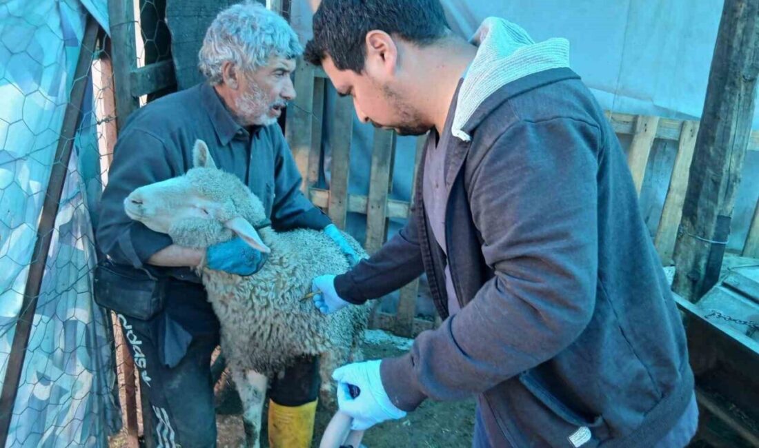 Kütahya’nın Emet ilçesinde küçükbaş hayvanlara yönelik aşılama ve kimliklendirme çalışmaları