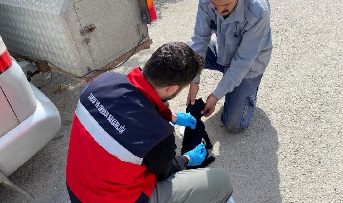Emet İlçe Tarım ve Orman Müdürlüğü personeli tarafından sahipli kedi
