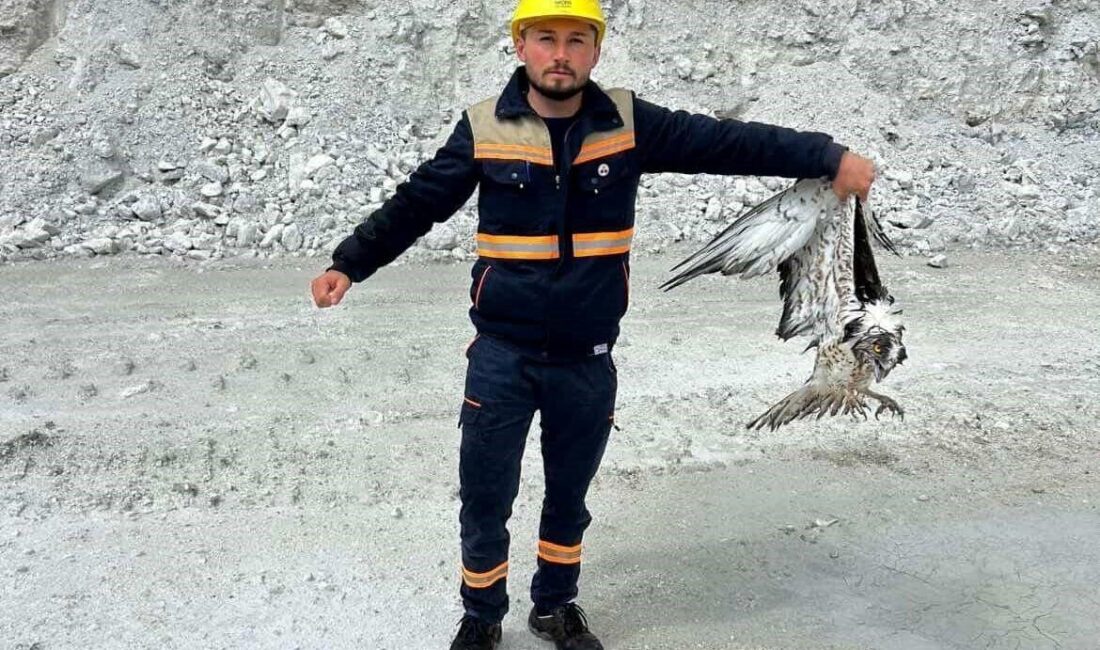 Kütahya’nın Hisarcık ilçesinde maden sahasında bitkin halde bulunan balık kartalı