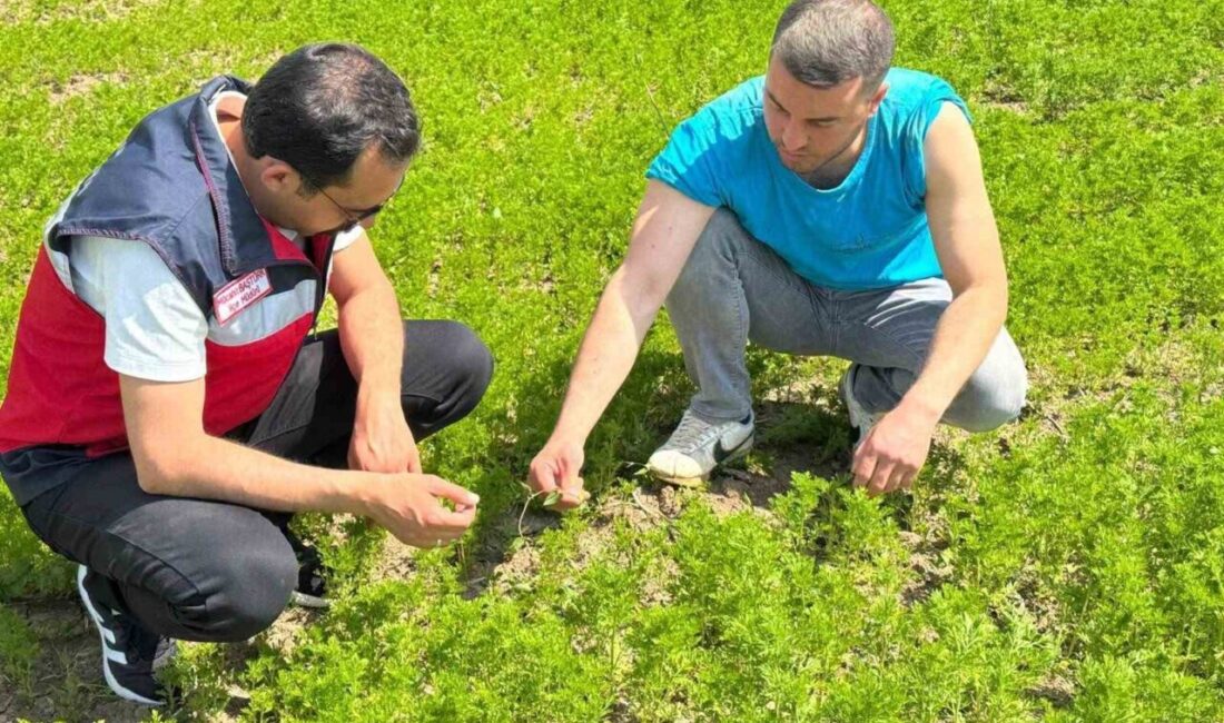 Kütahya’nın Çavdarhisar ilçesinde, Alternatif Ürünlerin Üretimini Geliştirme Projesi kapsamında ekimi