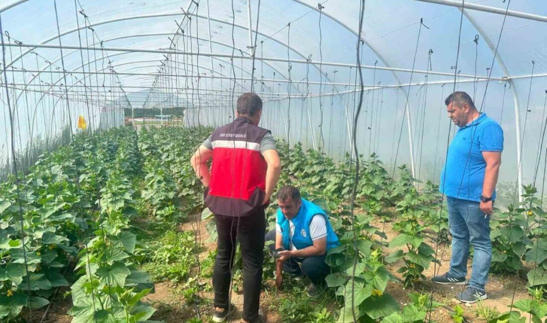 Kütahya’nın Tavşanlı ilçesinde, İlçe Tarım ve Orman Müdürlüğü teknik personelleri